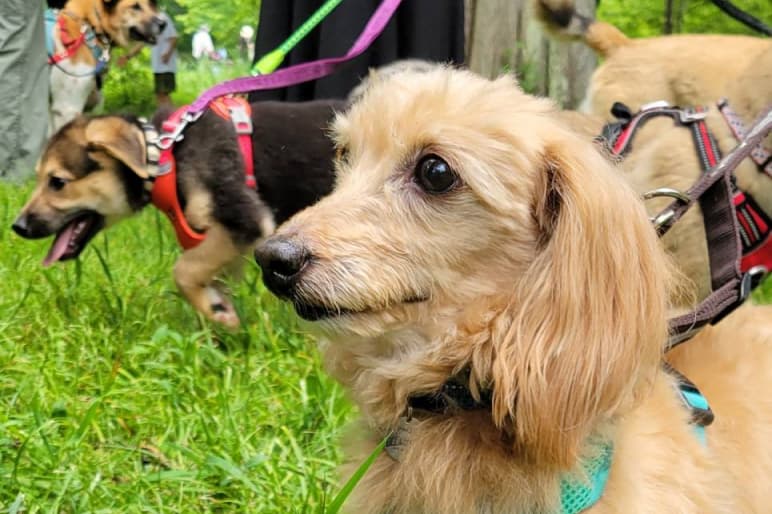 犬や猫の健康を第一に